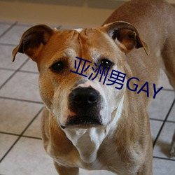 亚(yà)洲男GAY