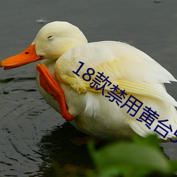 18款禁用黄台50度灰