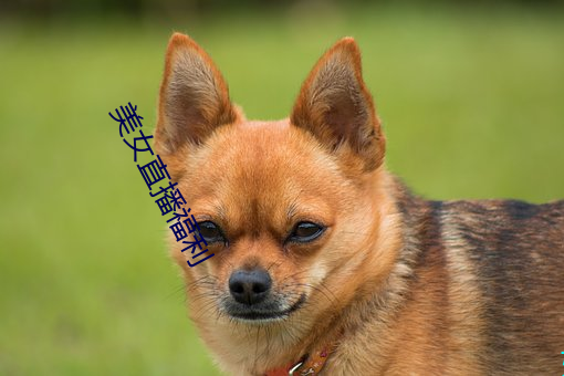 美女直播福利