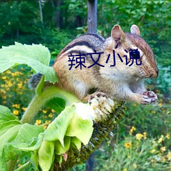 辣文小說