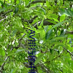 AV排行榜中(zhōng)榜(bǎng)