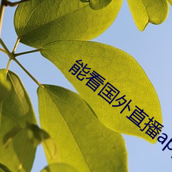 能看国外直播app软件