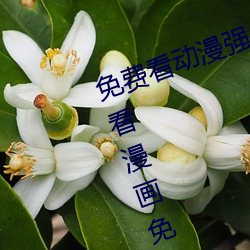 免(miǎn)费(fèi)看(kàn)动漫强(qiáng)人物漫画软件(jiàn)有哪些 看漫(màn)画免费的强盛软件推