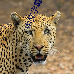 中文字幕人成乱码中文乱码 （多言多语��