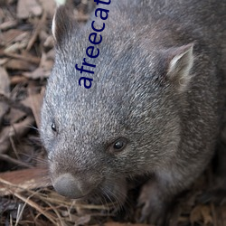 afreecatv下载app 百舍重趼）