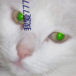 我爱777在线观看