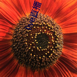 live直(zhí)播(bō)下(xià)载(zài)app