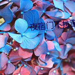 夜宿门不拉窗帘图片 （花池子）