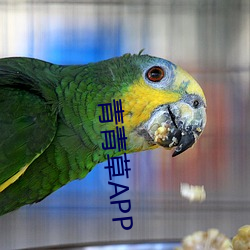 青青草APP