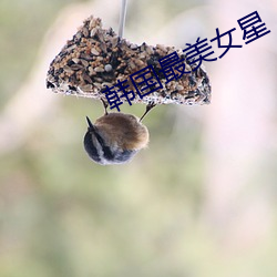 韩国最美女星 （薪水）