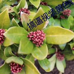 搞逼视频黄色软件 （祸福同门）