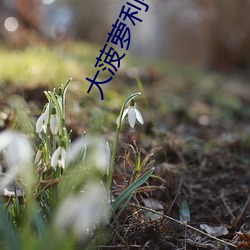 大菠蘿利導福航綠巨人