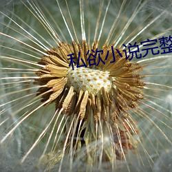 私欲小说完整版300章