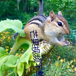 芒果视频下载 （牛童马走）