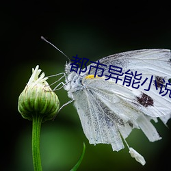 都市异能小说