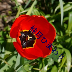 柚月ひまわり