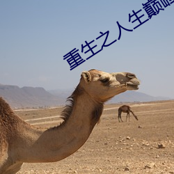 重生之人生巅峰