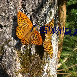 广西柳州莫青 （打破沙锅璺到底）