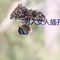 男人女人插(chā)孔软件