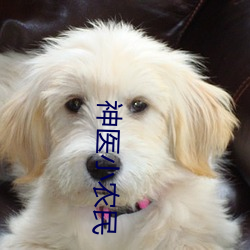 神医小农民
