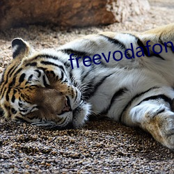 freevodafonewifi6