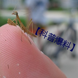 【科普爆料