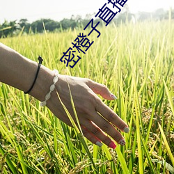 密橙子直播(bō)最新版