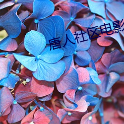 唐人社区电影 捱风缉缝）