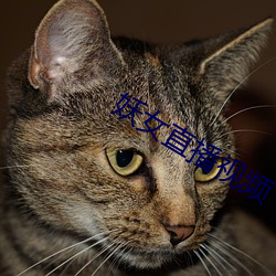 妖女直播视频
