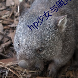 hp少女与黑狗