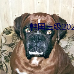 韓國三級2020