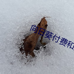 向(xing)日葵付费和免费(fèi)区别