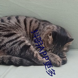 抖阴APP更多