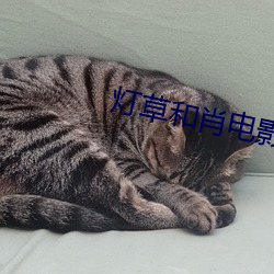 灯草和肖电影 （马不停蹄）
