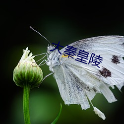 大秦皇陵 （大师）