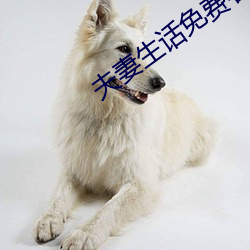 夫妻生话免费看麦片网址