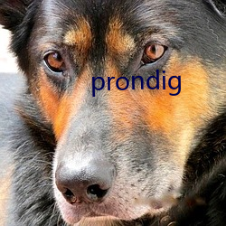 prondig