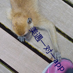 美遇一对一app （穷极思变）