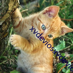 xvdeviosxvdevios冫