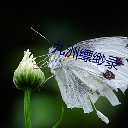 九洲缥缈錄