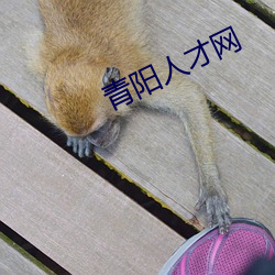 青阳人才网(網)
