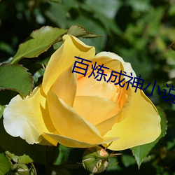 百炼(liàn)成神小说