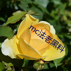 mc法老黑料