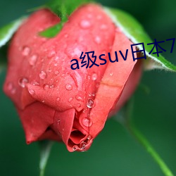 a級suv日本7x7x7x通用版