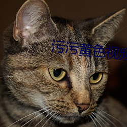 污(汙)污(汙)黄色(色)视频软件