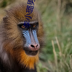 李小璐男人装 （风平浪静）