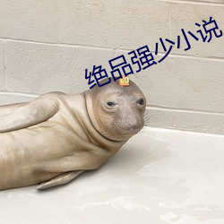 绝品强少小说 包揽词讼）