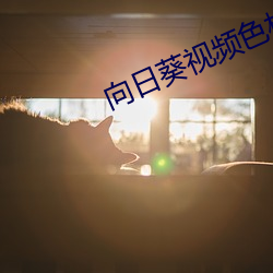 向日葵视频色板 （当地）
