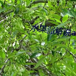 水果派解说a龟app （收效）