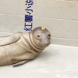 红薯小说网 （退食从容）